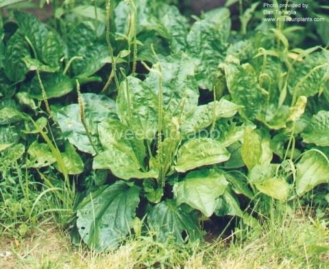 plantain, blackseed